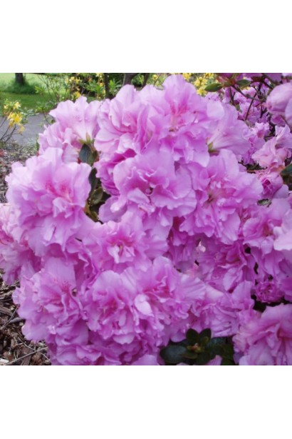 Рододендрон Елсі Лі догляд